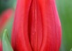 Tulipa Prague (3)